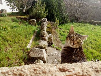 Cat on tree