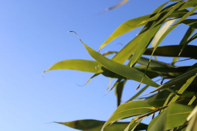 Low angle view of plant against clear blue sky