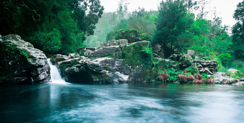 Scenic view of waterfall in forest