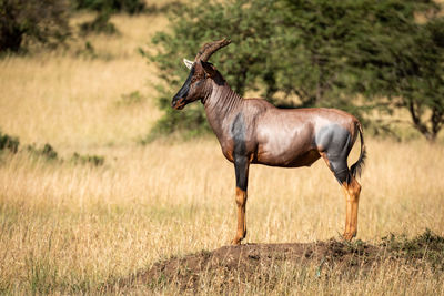 Male topi displaying himself on earth mound