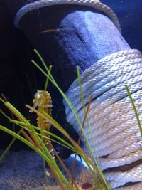 Close-up of a turtle in the sea