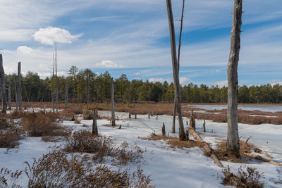 Trees on snow covered landscape against sky