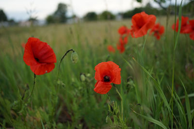 Close-up of red poppy flowers on field