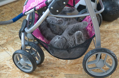 Close-up of cat by car