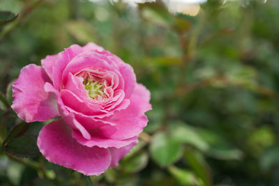 Close-up of pink rose