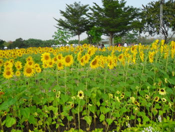 Scenic view of sunflower field