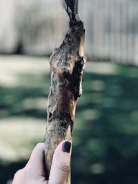 Cropped hand of woman holding burnt wood on field