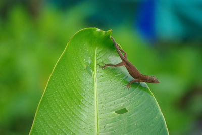 Close-up of insect on leaf