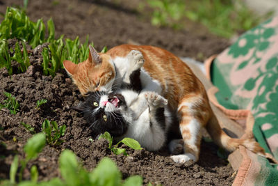 Cats fighting on field