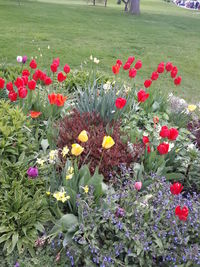 Red flowers blooming in field