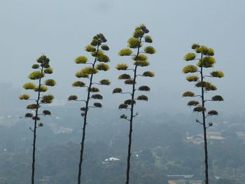 Low angle view of trees against sky during winter