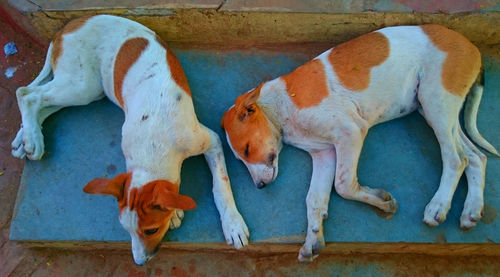 High angle view of two puppies sleeping on floor