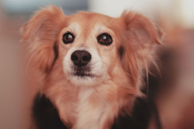 Close-up portrait of dog