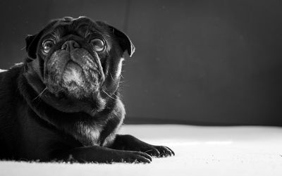 Close-up of pug resting at home