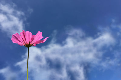 Low angle view of pink flower against sky