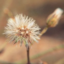 Close-up of dandelion flower