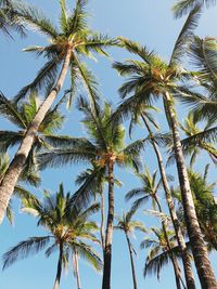 Low angle view of palm trees against sky