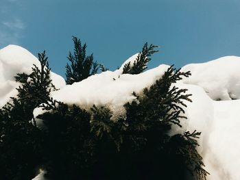 Close-up of tree against sky during winter