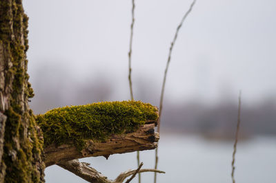 Close-up of moss growing on tree trunk