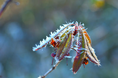 Close-up of insect on plant