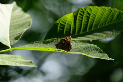Close-up of insect on leaves