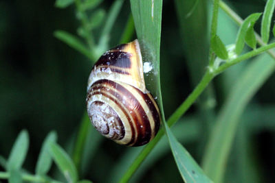 Close-up of snail on leaf