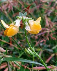 Close-up of yellow flower blooming outdoors