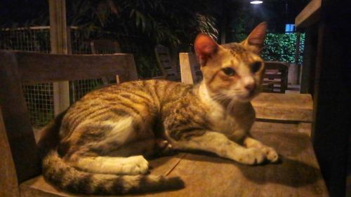 Cat looking away while sitting on table