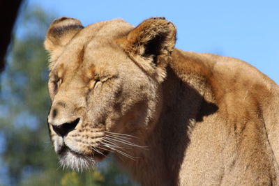 Close-up of lion against sky