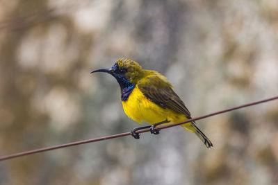 Close-up of bird perching on leaf against blurred background