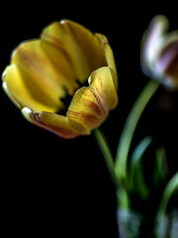 Yellow tulips in a vase on a table on a dark background