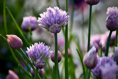 Close-up of purple flowering plant