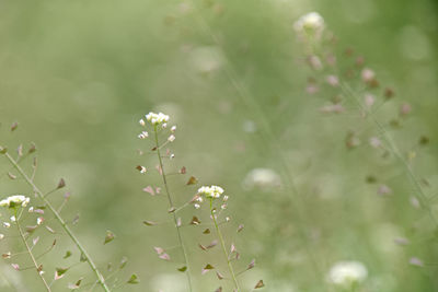 Close-up of flowering plant against blurred background