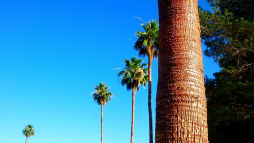 Low angle view of palm trees against blue sky