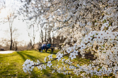 Cherry blossoms on field