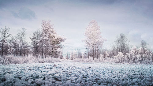 Trees on snow covered field against sky