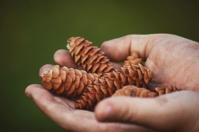 Close-up of hands holding pine cones