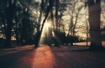 Sun shining through trees