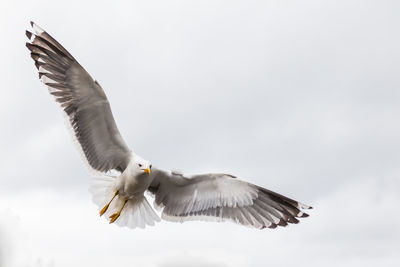 Low angle view of seagull flying