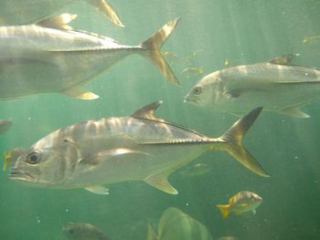 Fish swimming in sea