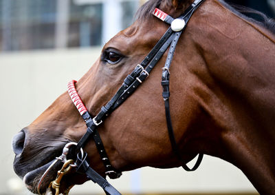 Close-up of a horse