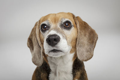 Close-up portrait of dog against white background