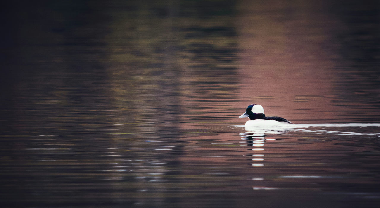 bird, animal themes, animals in the wild, one animal, animal wildlife, lake, nature, outdoors, waterfront, no people, day, water bird, water, beauty in nature, perching