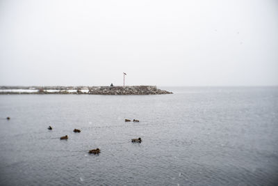 Birds on sea against clear sky