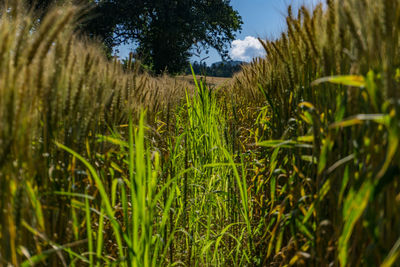 Crops growing on field against sky