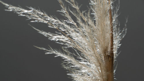 Close-up of stalks against black background