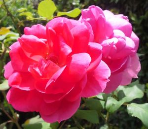 Close-up of pink flowers blooming outdoors