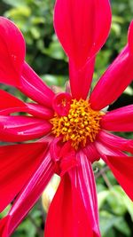 Close-up of red flower blooming outdoors