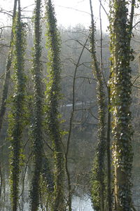 Scenic view of forest during rainy season