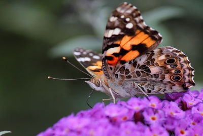 Close-up of butterfly perching on flower